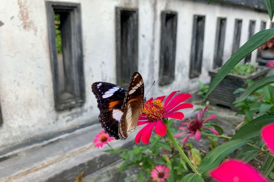 Un magnifique papillon aux ailes sombres butine une fleur de Zinnia rose vif, prouvant l'efficacité de ces plantes pour attirer les papillons.